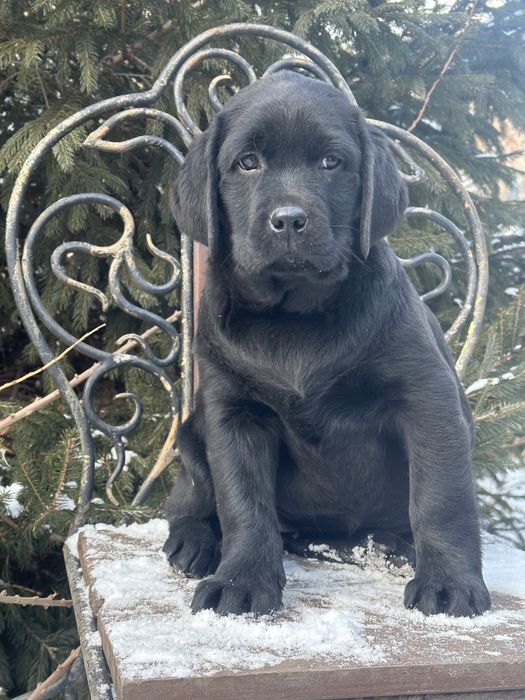 Щенки лабрадора, питомник “Lad Brilind”