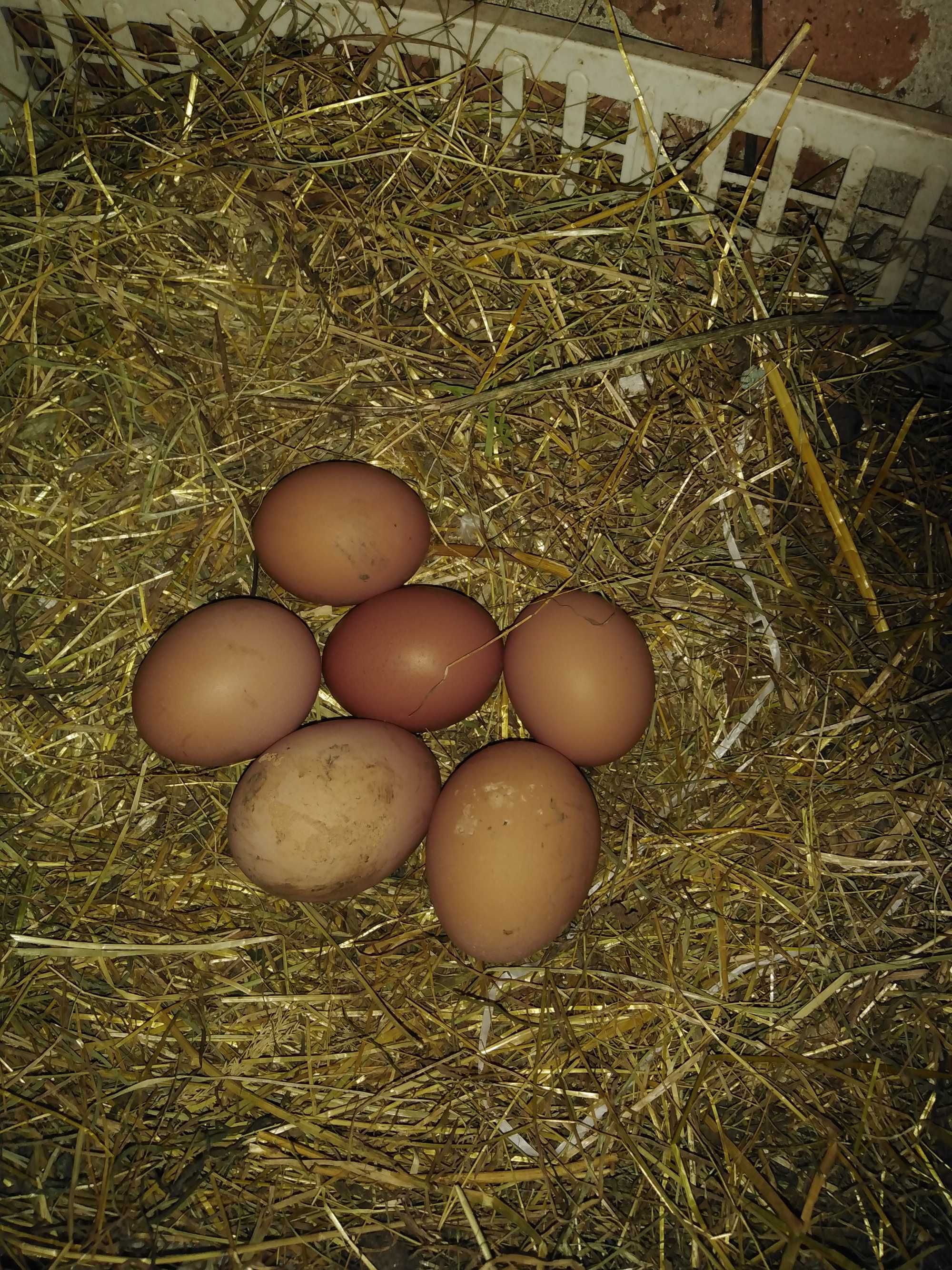 Vând ouă de găini de casă bio