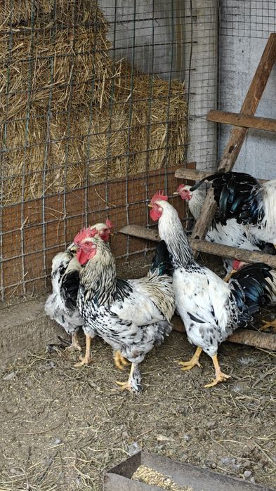 Молодые петухи породы Адлер