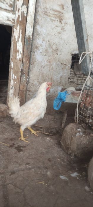 Сенди жужалари  сотилади