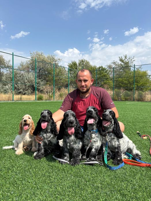 Pui de Cocker Englez