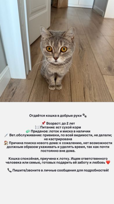 Кошку шотланская