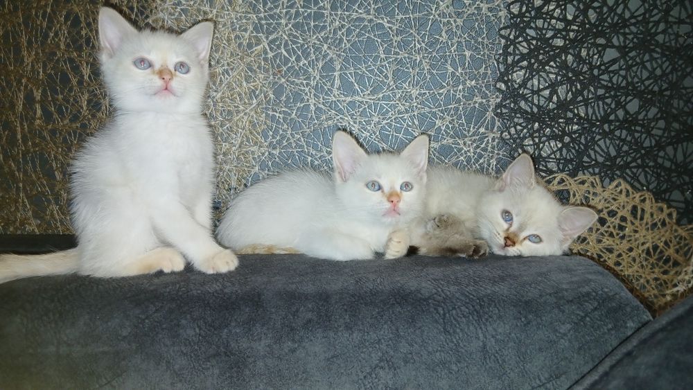 Отдам котят бесплатно