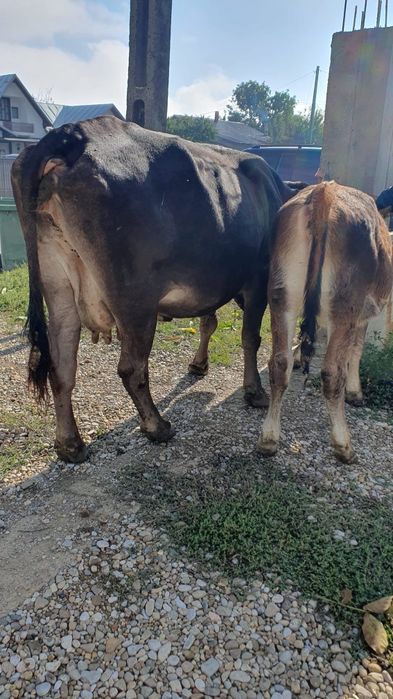 Vaca cu vitea de vanzare (urgent!!) Preț ușor negociabil