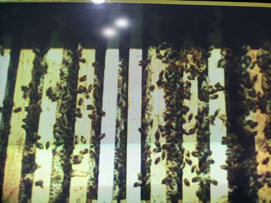 Vand 9 familii albine +2 roiuri, 15 lăzi poliuretan, centrifuga inox ,