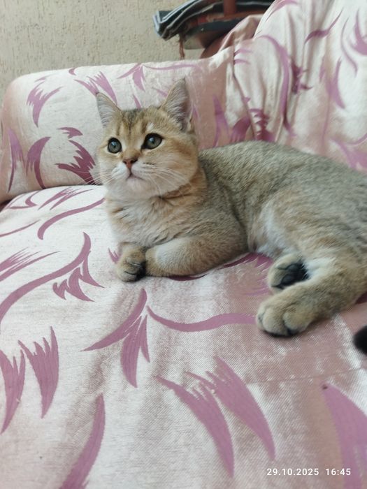 Срочно продается шотландский котенок, золотая шиншилла