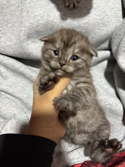 Scottish fold Mushuk