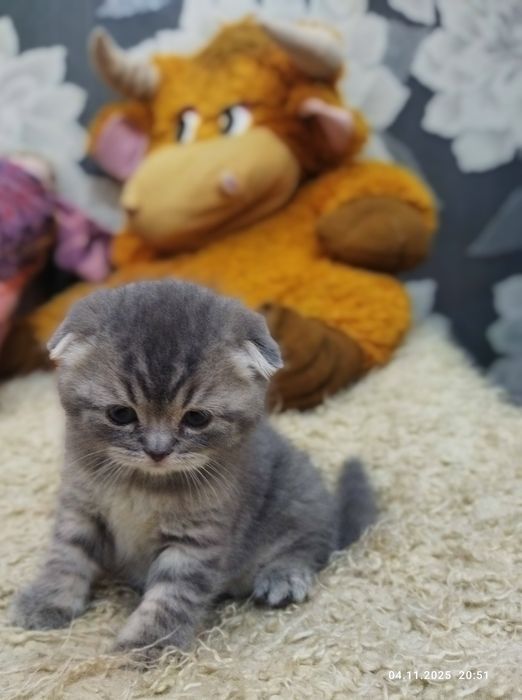 Продаются шотландские котята!