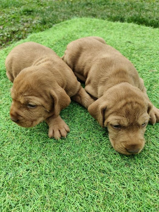 Căței vișla maghiară