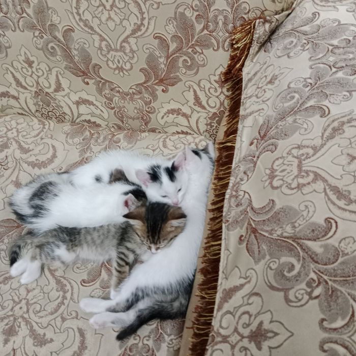 Hadiya tekinga mushuk