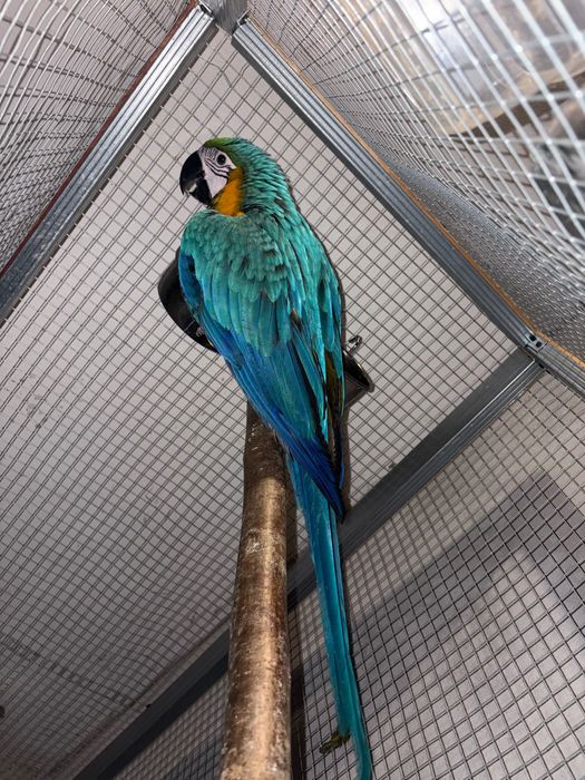 Ara cu pieptul galben FEMELA