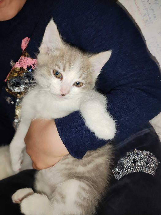 Котята домашние даром