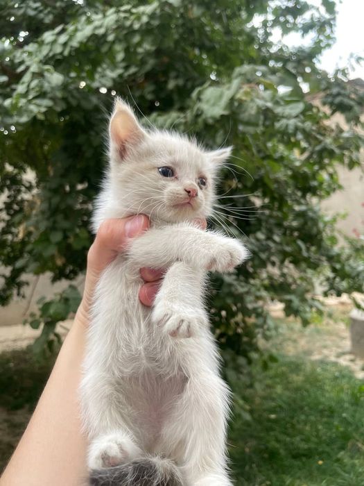 Кошки разные продаётся