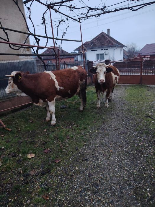 Vand juninci baltata romanesca