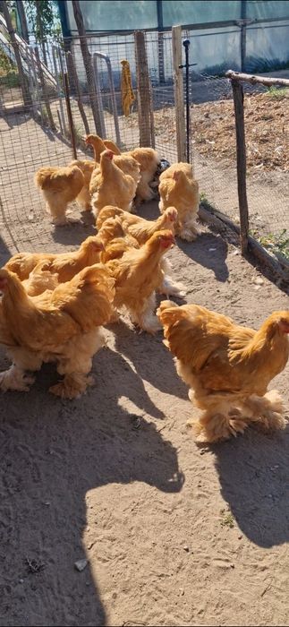 cochinchina galben si brahma alb
