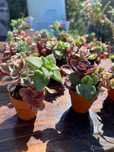 Marturii/ marturie plante suculente naturale - nunta, botez, eveniment