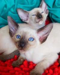 Vip oriental kittens.  Luxorio Katano