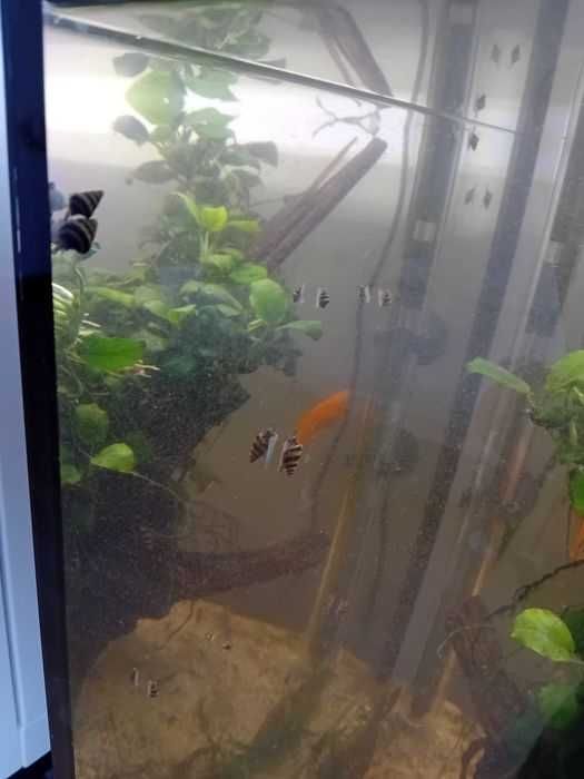 Melci asasini pentru acvariu. Omoară toți melcii comunitari