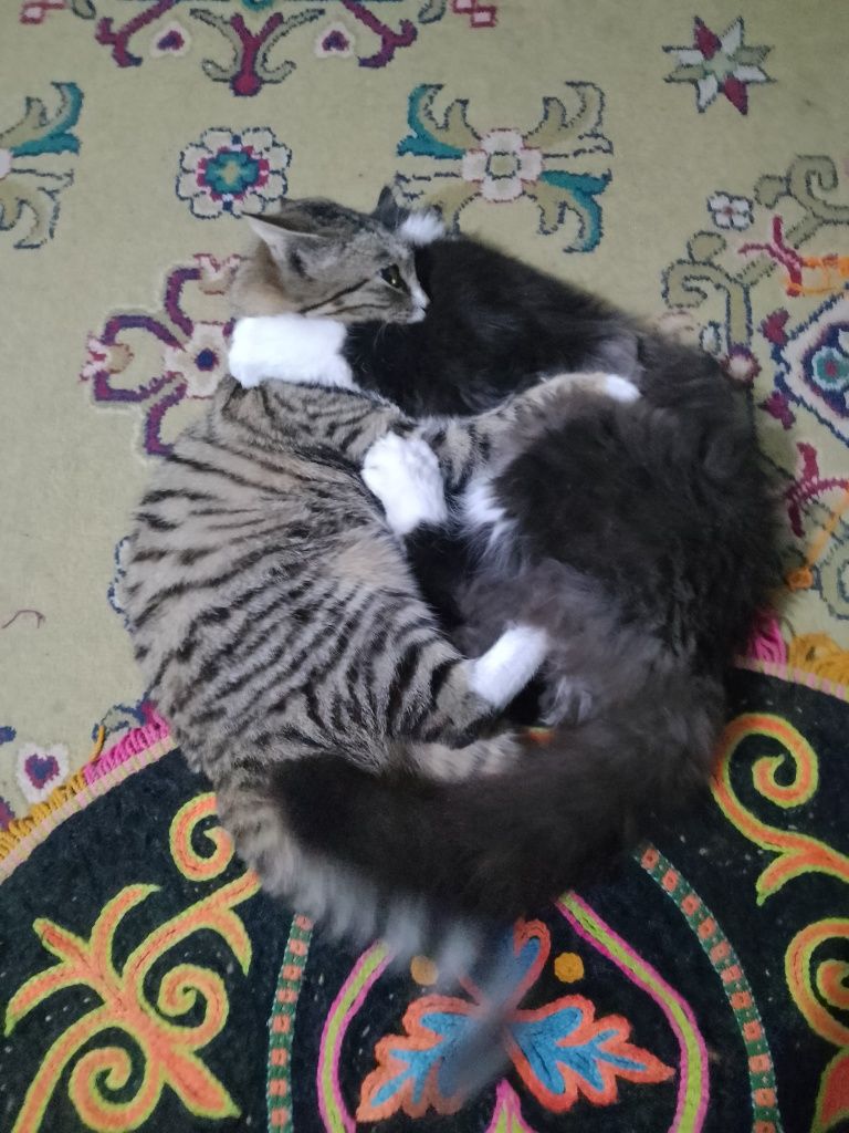 Очень умные коты мальчики и две девочки