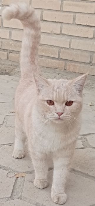 британский короткошерстный кот