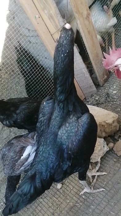 imperia shamo makyoni