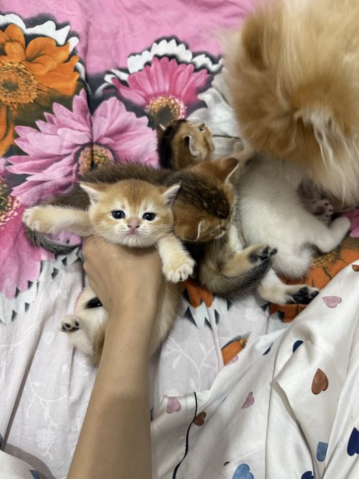 продаются котята шиншилы