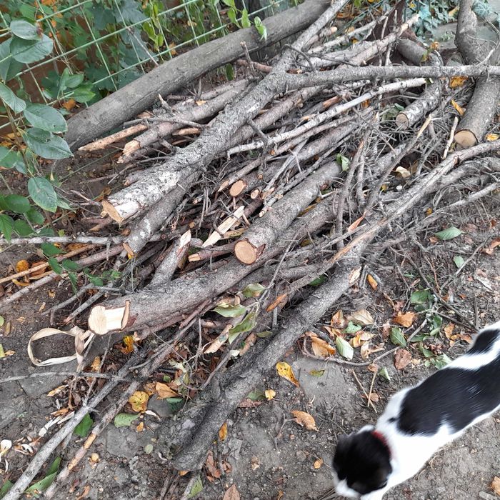 lemne de foc, provenite dintr- brad uscat.