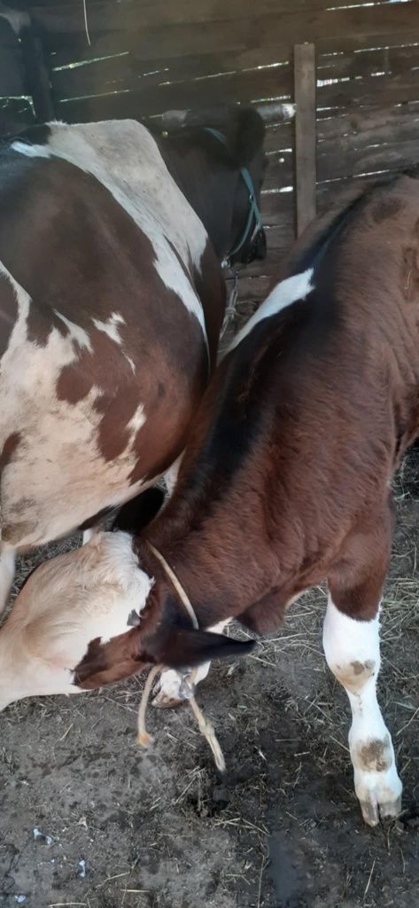 Vand urgent vitel
