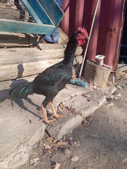 Дакан ннннннннннннннннннннн