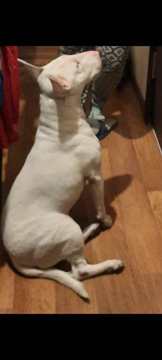 Бультерьер на вязку, разведение потомства