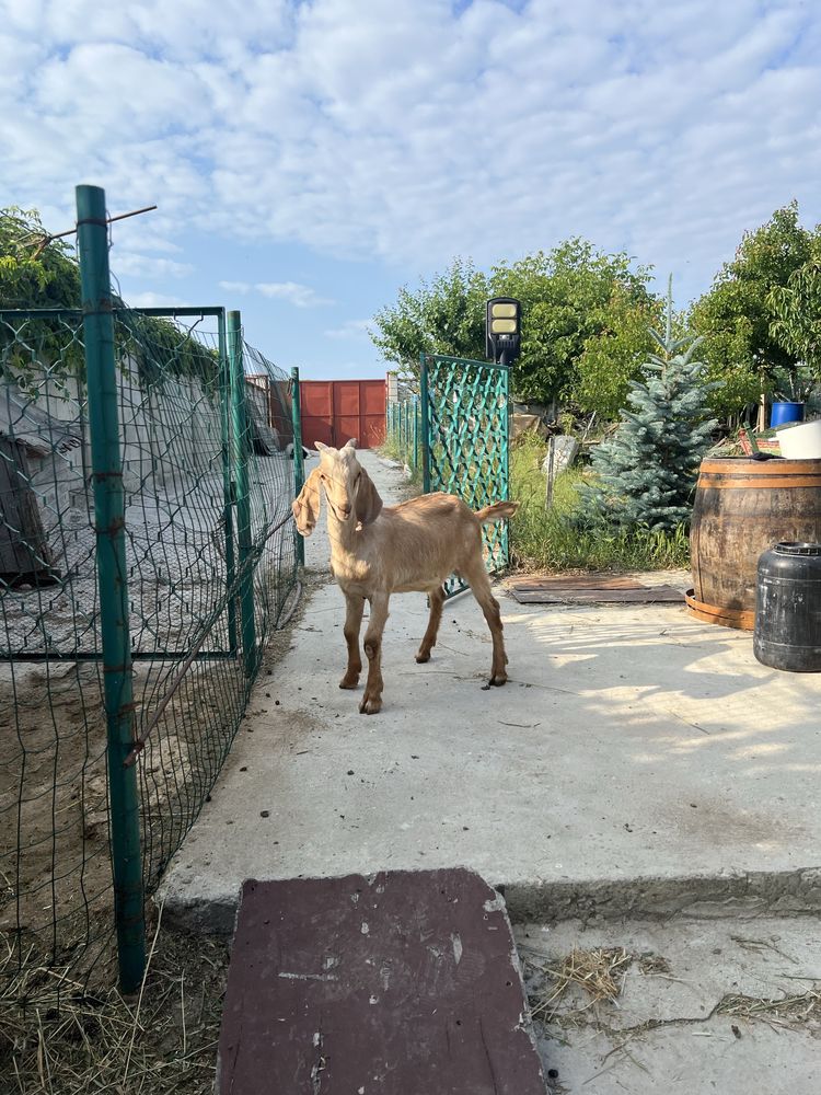 Продавам мъжки ярета