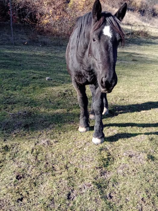 Vând mânza neagră de 2 ani