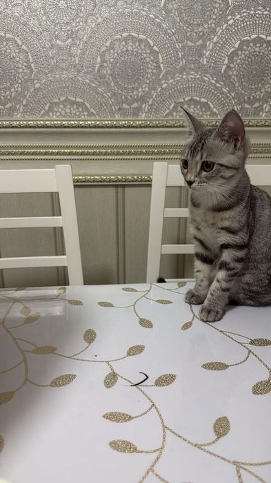 шотландская девочка