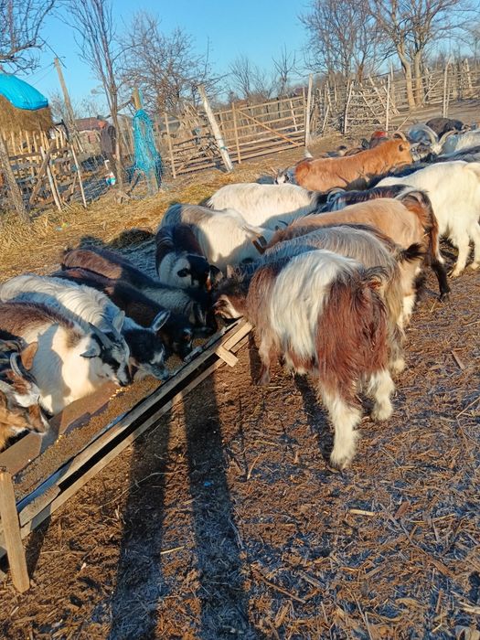 Vind capre tinere bune de lapte