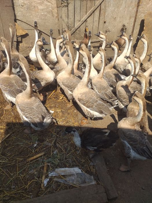 Disponibile Rasă Originală Gâște Chinezești!