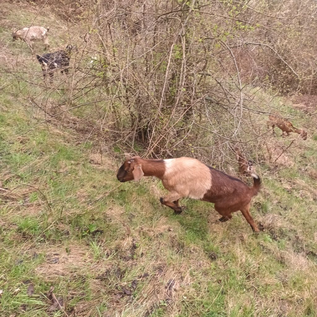 Vând capre de rasă, 10 bucă sau schimb cu mașină. ți + 2 țapi