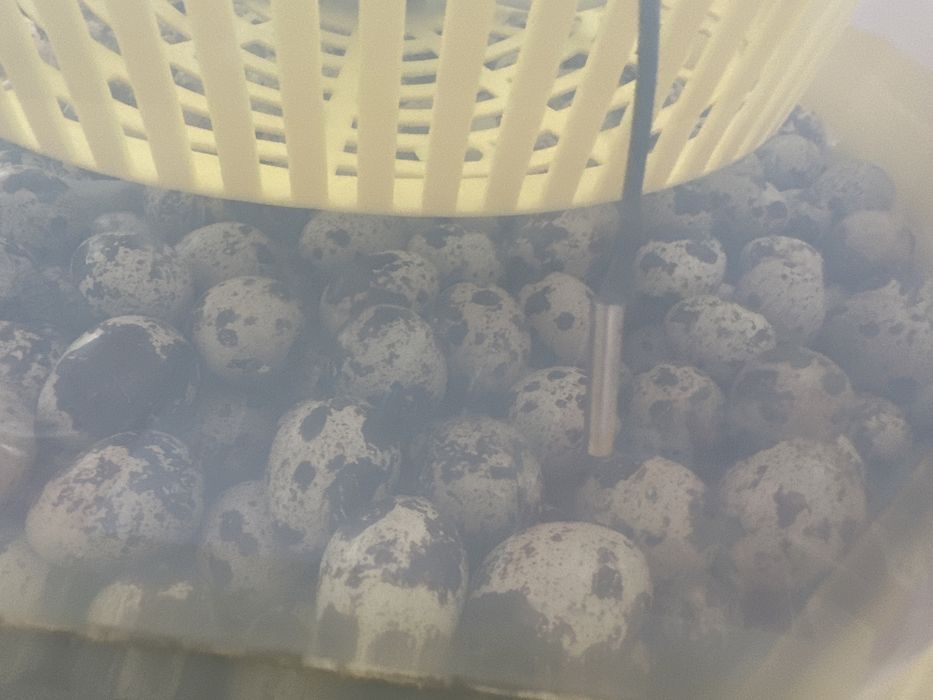 Pui prepelite de o zi,prepelite(diferite vârste și rase oua /carne)