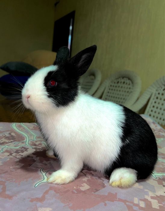 Quyon karlik кролик