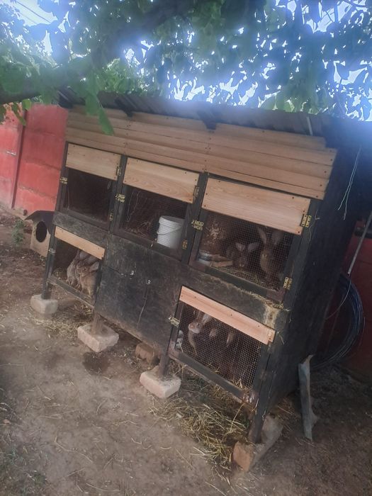 Coteț pentru iepuri