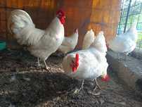 Familie găini australorp alb 4+1