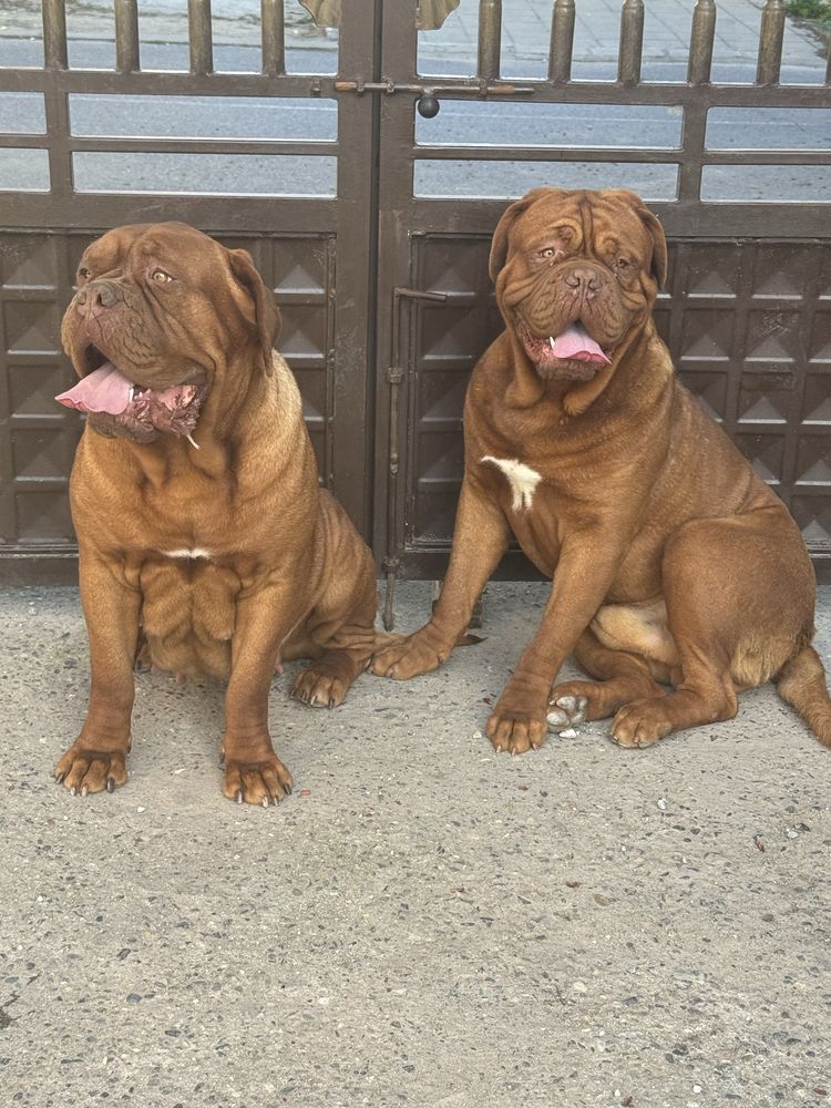 Дог от Бордо / Dogue de bordeaux