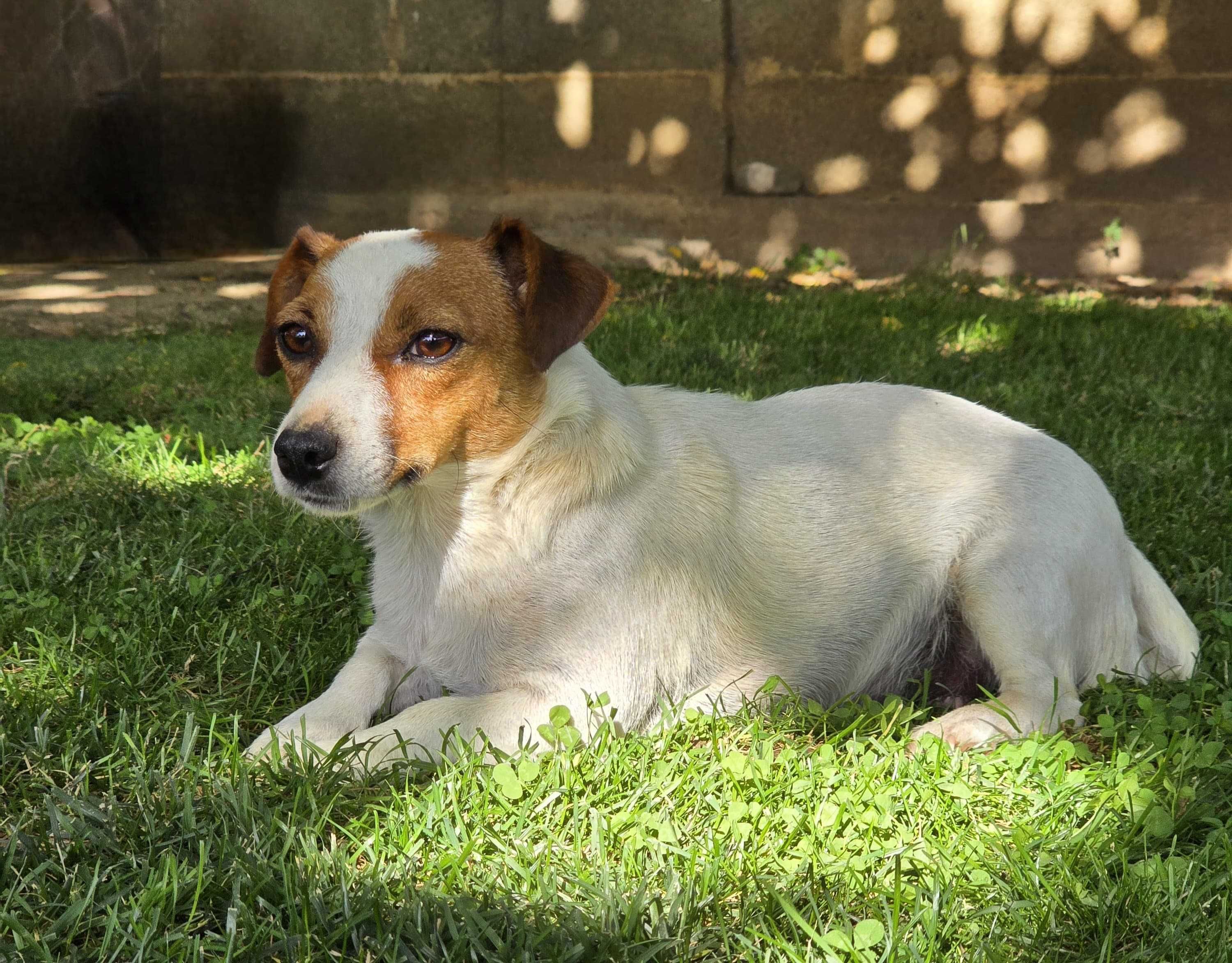 Мини Джак Ръсел Териер / Mini Jack Russell Terrier