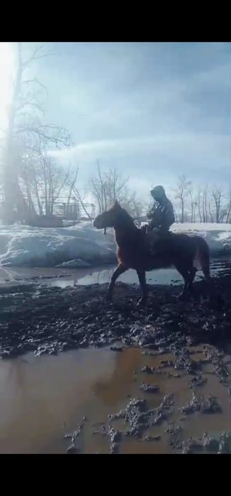 Продам рабочего коня