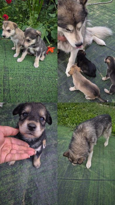 Щенки маламута бесплатно