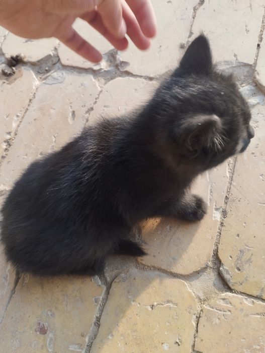 2 ta mushuk bor besplatna