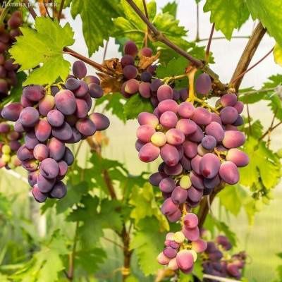 Продам саженцы винограда второго года.