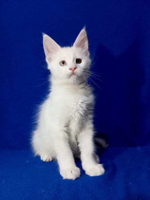 Котята породы Мейн Кун