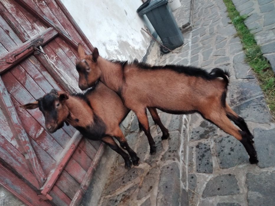 Vând țap alpina franceza