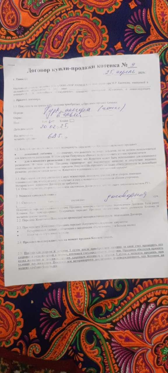 Котенок Турецкая Ангора отдам бесплатно в хорошую руку