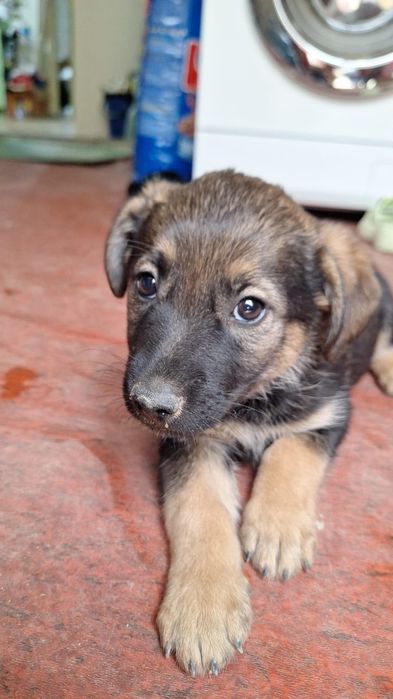 Отдам в хорошие руки!